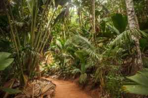 Парк Майская долина на острове Праслин, Сейшельские Острова