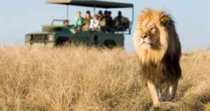 Национальный парк Крюгера – главная достопримечательность Африки. Самый старый и популярный заповедник в мире.
