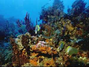 Флоридский коралловый риф